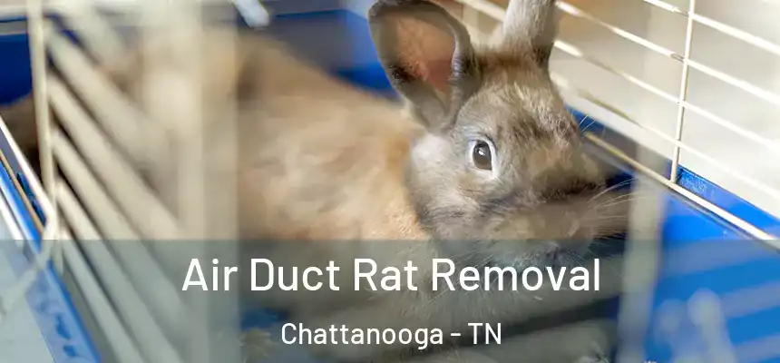  Air Duct Rat Removal Chattanooga - TN